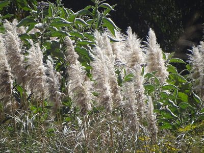 Cortaderia selloana, photographed by Shaun Swanepoel