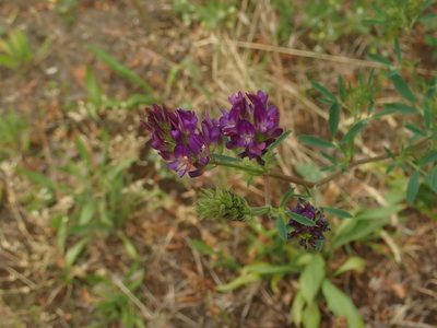 Medicago sativa, photographed by Alexis Tinker-Tsavalas