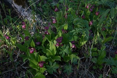 Cypripedium macranthos, photographed by Нурхайдарова Татьяна