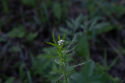 Achillea impatiens