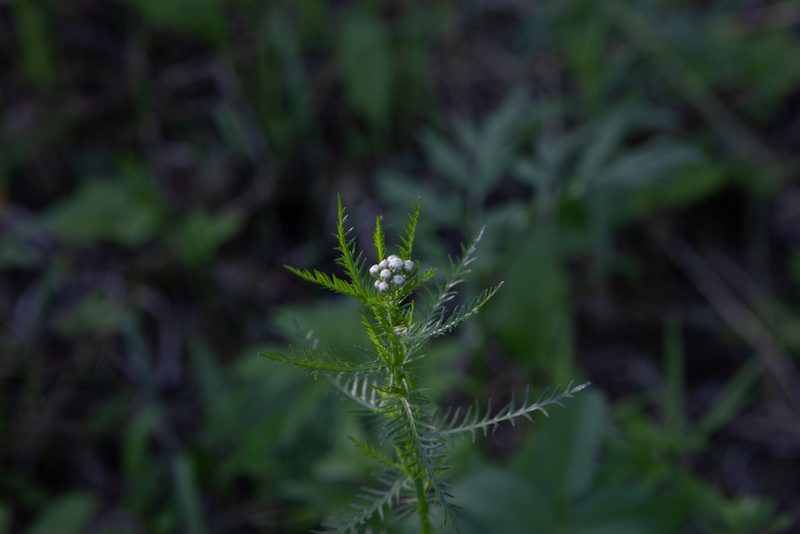 Achillea impatiens, photographed by Нурхайдарова Татьяна