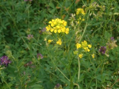 Sisymbrium loeselii, photographed by Alexis Tinker-Tsavalas