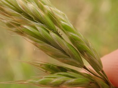 Bromus hordeaceus, photographed by Alexis Tinker-Tsavalas