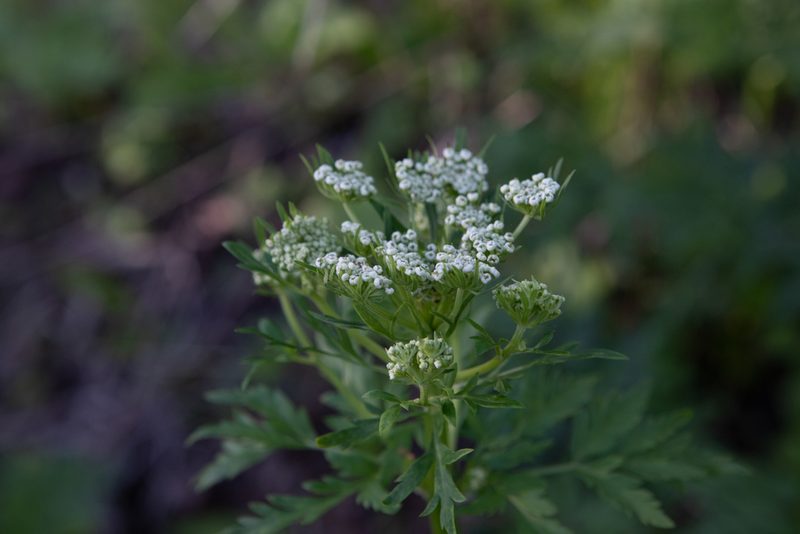 Pleurospermum uralense, photographed by Нурхайдарова Татьяна