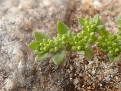Herniaria glabra, photographed by Alexis Tinker-Tsavalas