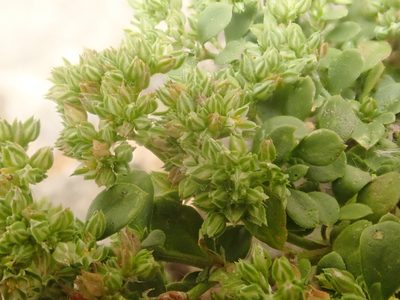 Polycarpon tetraphyllum, photographed by Alexis Tinker-Tsavalas