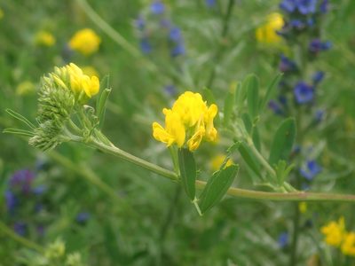 Medicago falcata, photographed by Alexis Tinker-Tsavalas