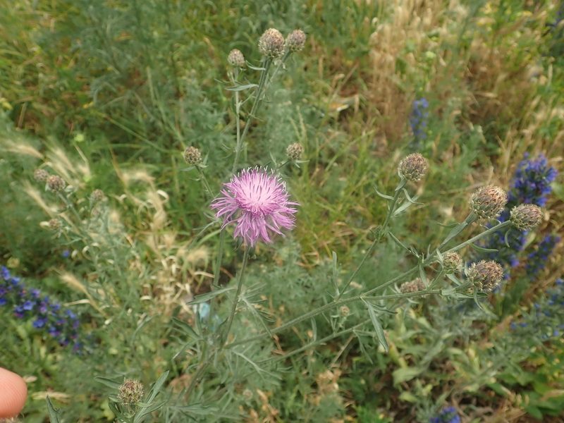 Centaurea stoebe, photographed by Alexis Tinker-Tsavalas