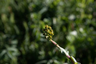 Ligularia glauca, photographed by Нурхайдарова Татьяна