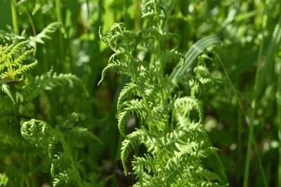 Thelypteris palustris, photographed by Марина Садыкова