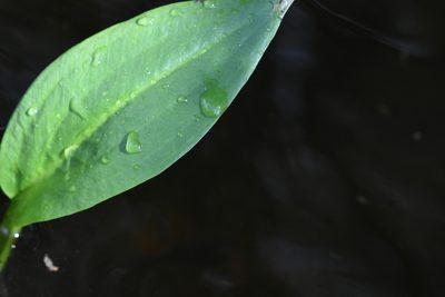 Alisma plantago-aquatica