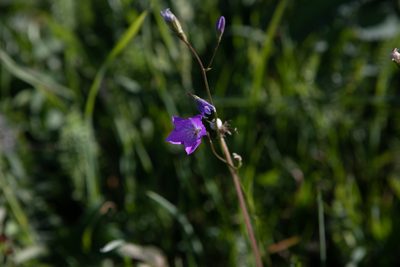 Campanula stevenii, photographed by Нурхайдарова Татьяна