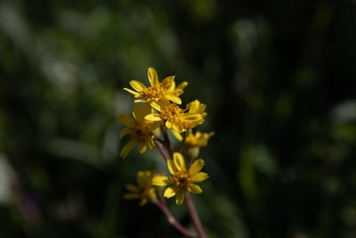 Ligularia glauca, photographed by Нурхайдарова Татьяна