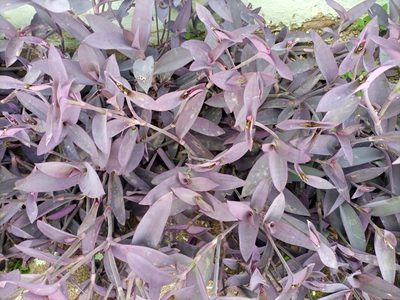 Tradescantia pallida, photographed by Mohammed Kamal-Deen Fuseini
