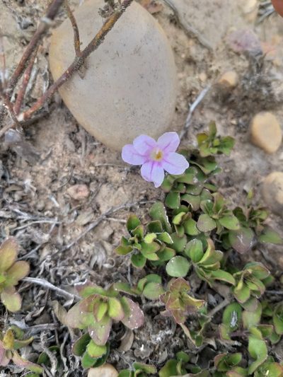 Ruellia pilosa, photographed by kevin koen