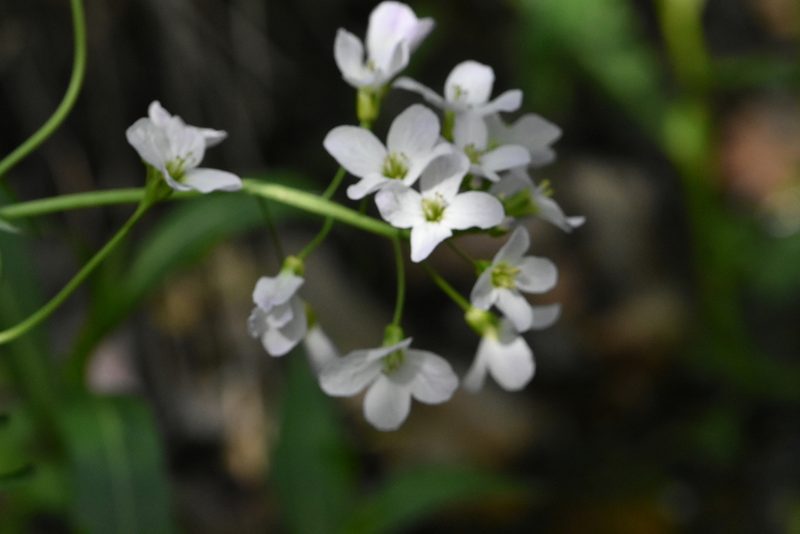 Cardamine dentata, photographed by Марина Садыкова
