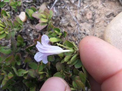 Ruellia pilosa, photographed by kevin koen