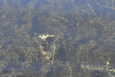 Elodea canadensis, photographed by Марина Садыкова