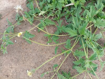 Tridax procumbens, photographed by Mohammed Kamal-Deen Fuseini
