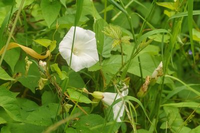 Calystegia silvatica, photographed by Derek Winterburn