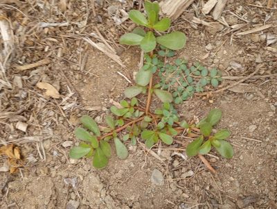 Portulaca oleracea, photographed by Michele Jones