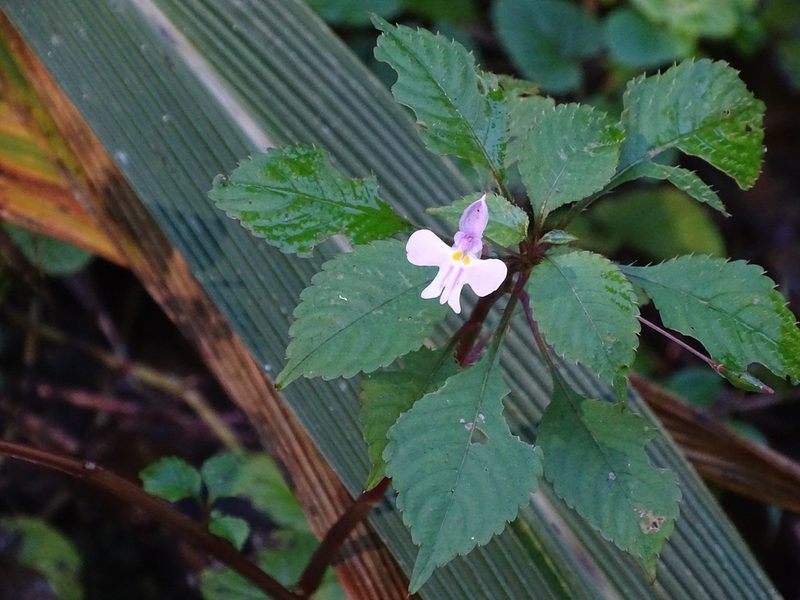 Impatiens hochstetteri, photographed by Shaun Swanepoel