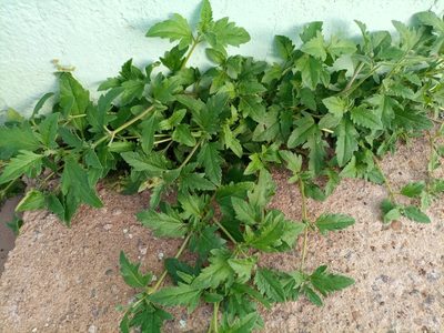 Tridax procumbens, photographed by Mohammed Kamal-Deen Fuseini