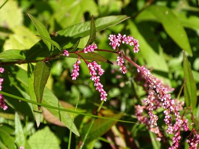 Persicaria decipiens, photographed by Shaun Swanepoel