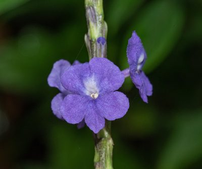 Stachytarpheta cayennensis, photographed by Don Loarie