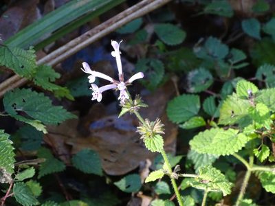 Stachys tubulosa, photographed by Shaun Swanepoel