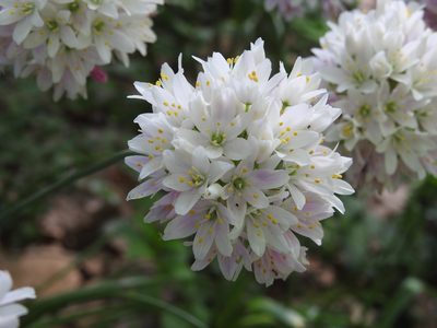 Allium roseum, photographed by Yves Bas