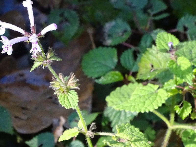Stachys tubulosa, photographed by Shaun Swanepoel