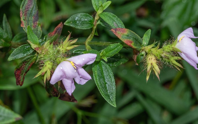Pterolepis glomerata, photographed by Don Loarie