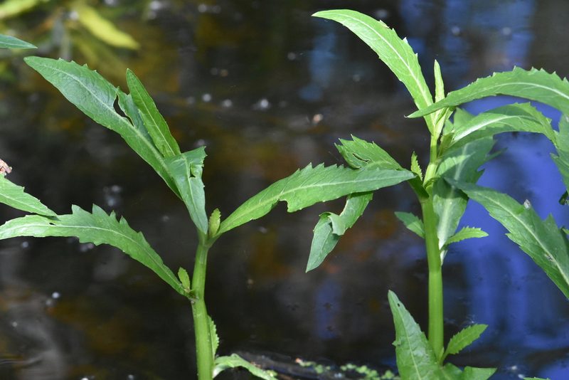 Rorippa amphibia, photographed by Марина Садыкова