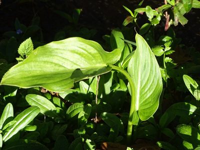 Zantedeschia aethiopica, photographed by Shaun Swanepoel