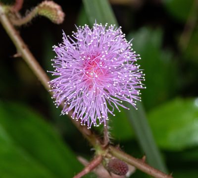 Mimosa pudica, photographed by Don Loarie