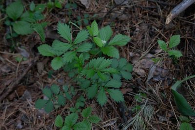 Agrimonia pilosa, photographed by Нурхайдарова Татьяна