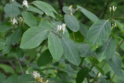 Lonicera xylosteum, photographed by Марина Садыкова