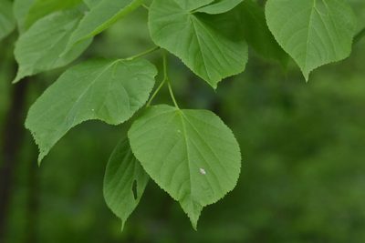 Tilia cordata, photographed by Марина Садыкова
