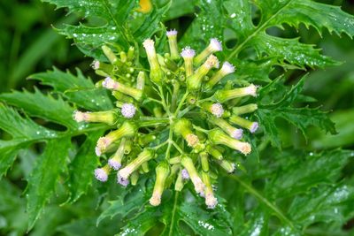 Erechtites valerianifolius, photographed by Don Loarie