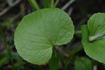 Viola mirabilis, photographed by Марина Садыкова