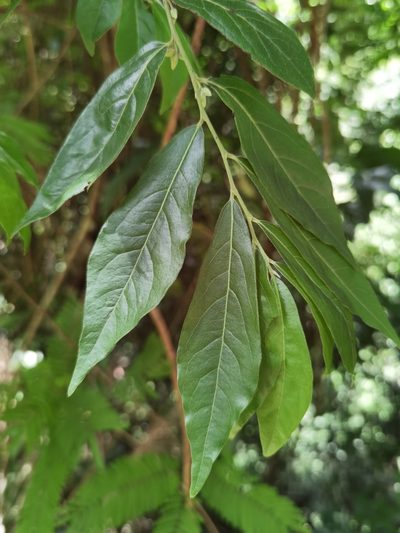 Diospyros acapulcensis, photographed by Eduardo Chacón Madrigal