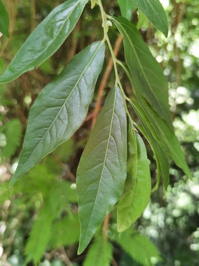 Diospyros acapulcensis, photographed by Eduardo Chacón Madrigal