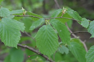 Corylus avellana, photographed by Марина Садыкова