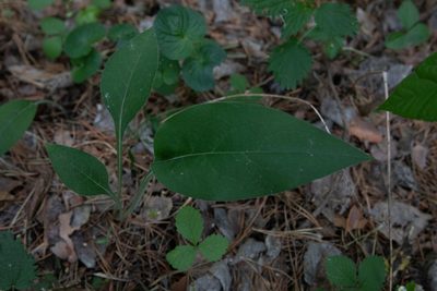 Pulmonaria mollis, photographed by Нурхайдарова Татьяна