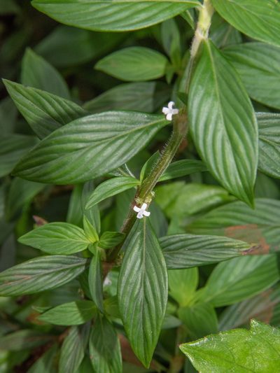 Spermacoce ocymifolia, photographed by Don Loarie