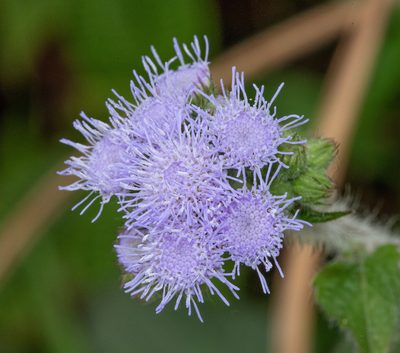 Ageratum houstonianum, photographed by Don Loarie