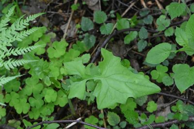 Cicerbita muralis, photographed by Марина Садыкова