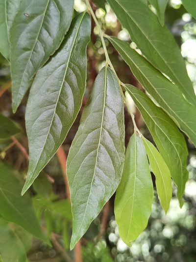 Diospyros acapulcensis, photographed by Eduardo Chacón Madrigal