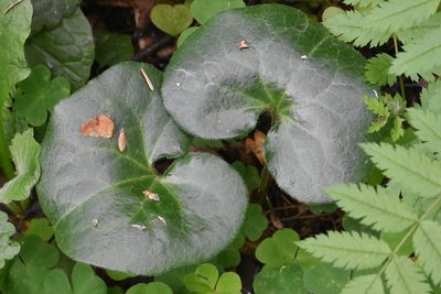 Asarum europaeum, photographed by Марина Садыкова
